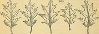 An illustration from The gardener's magazine and register of rural & domestic improvement (1826)