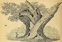 An illustration from The gardener's magazine and register of rural & domestic improvement (1826)