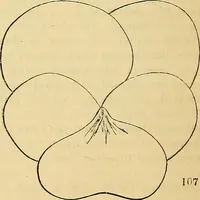 An illustration from The gardener's magazine and register of rural & domestic improvement (1826)