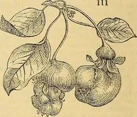 An illustration from The gardener's magazine and register of rural & domestic improvement (1826)