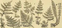 An illustration from The gardener's magazine and register of rural & domestic improvement (1826)
