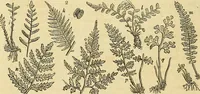 Picture 3 of 107 from The gardener's magazine and register of rural & domestic improvement (1826), leaf 12