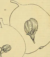 An illustration from The gardener's magazine and register of rural & domestic improvement (1826)