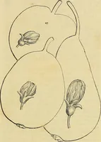 An illustration from The gardener's magazine and register of rural & domestic improvement (1826)