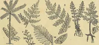 An illustration from The gardener's magazine and register of rural & domestic improvement (1826)