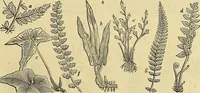 An illustration from The gardener's magazine and register of rural & domestic improvement (1826)