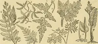 An illustration from The gardener's magazine and register of rural & domestic improvement (1826)