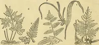 An illustration from The gardener's magazine and register of rural & domestic improvement (1826)