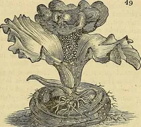 An illustration from The gardener's magazine and register of rural & domestic improvement (1826)