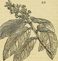 An illustration from The gardener's magazine and register of rural & domestic improvement (1826)