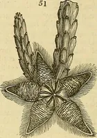 An illustration from The gardener's magazine and register of rural & domestic improvement (1826)