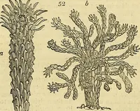 An illustration from The gardener's magazine and register of rural & domestic improvement (1826)