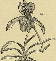 An illustration from The gardener's magazine and register of rural & domestic improvement (1826)