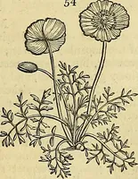 An illustration from The gardener's magazine and register of rural & domestic improvement (1826)