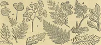 An illustration from The gardener's magazine and register of rural & domestic improvement (1826)