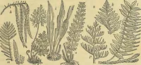 An illustration from The gardener's magazine and register of rural & domestic improvement (1826)