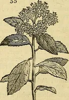 An illustration from The gardener's magazine and register of rural & domestic improvement (1826)