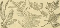 An illustration from The gardener's magazine and register of rural & domestic improvement (1826)