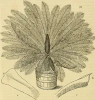 An illustration from The gardener's magazine and register of rural & domestic improvement (1826)