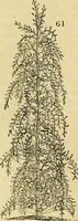 An illustration from The gardener's magazine and register of rural & domestic improvement (1826)