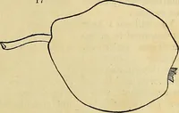 An illustration from The gardener's magazine and register of rural & domestic improvement (1826)