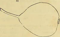 An illustration from The gardener's magazine and register of rural & domestic improvement (1826)