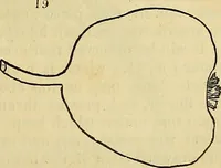 An illustration from The gardener's magazine and register of rural & domestic improvement (1826)
