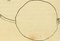An illustration from The gardener's magazine and register of rural & domestic improvement (1826)