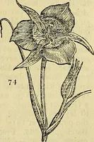 An illustration from The gardener's magazine and register of rural & domestic improvement (1826)