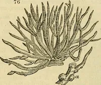 An illustration from The gardener's magazine and register of rural & domestic improvement (1826)