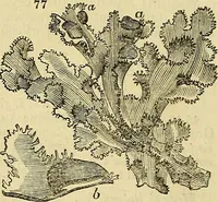 An illustration from The gardener's magazine and register of rural & domestic improvement (1826)