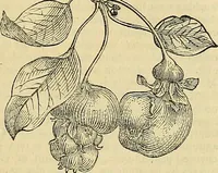 An illustration from The gardener's magazine and register of rural & domestic improvement (1826)