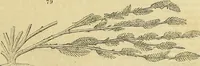 An illustration from The gardener's magazine and register of rural & domestic improvement (1826)