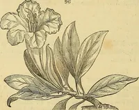 An illustration from The gardener's magazine and register of rural & domestic improvement (1826)