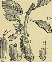 An illustration from The gardener's magazine and register of rural & domestic improvement (1826)