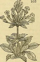 An illustration from The gardener's magazine and register of rural & domestic improvement (1826)