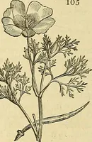 An illustration from The gardener's magazine and register of rural & domestic improvement (1826)