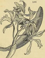 An illustration from The gardener's magazine and register of rural & domestic improvement (1826)