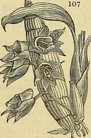 An illustration from The gardener's magazine and register of rural & domestic improvement (1826)