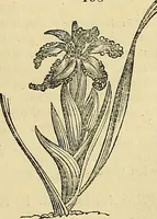 An illustration from The gardener's magazine and register of rural & domestic improvement (1826)