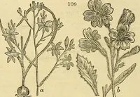 An illustration from The gardener's magazine and register of rural & domestic improvement (1826)