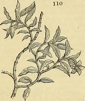 An illustration from The gardener's magazine and register of rural & domestic improvement (1826)