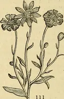 An illustration from The gardener's magazine and register of rural & domestic improvement (1826)