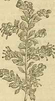 An illustration from The gardener's magazine and register of rural & domestic improvement (1826)