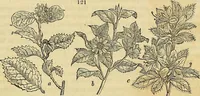 An illustration from The gardener's magazine and register of rural & domestic improvement (1826)