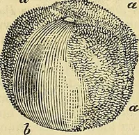 An illustration from The gardener's magazine and register of rural & domestic improvement (1826)