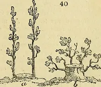 An illustration from The gardener's magazine and register of rural & domestic improvement (1826)