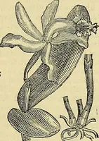 Picture 20 of 147 from The gardener's magazine and register of rural & domestic improvement (1826), leaf 159