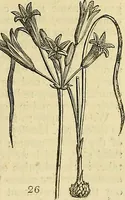 Picture 21 of 147 from The gardener's magazine and register of rural & domestic improvement (1826), leaf 161