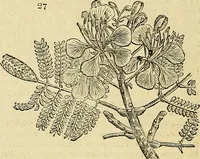 Picture 22 of 147 from The gardener's magazine and register of rural & domestic improvement (1826), leaf 162